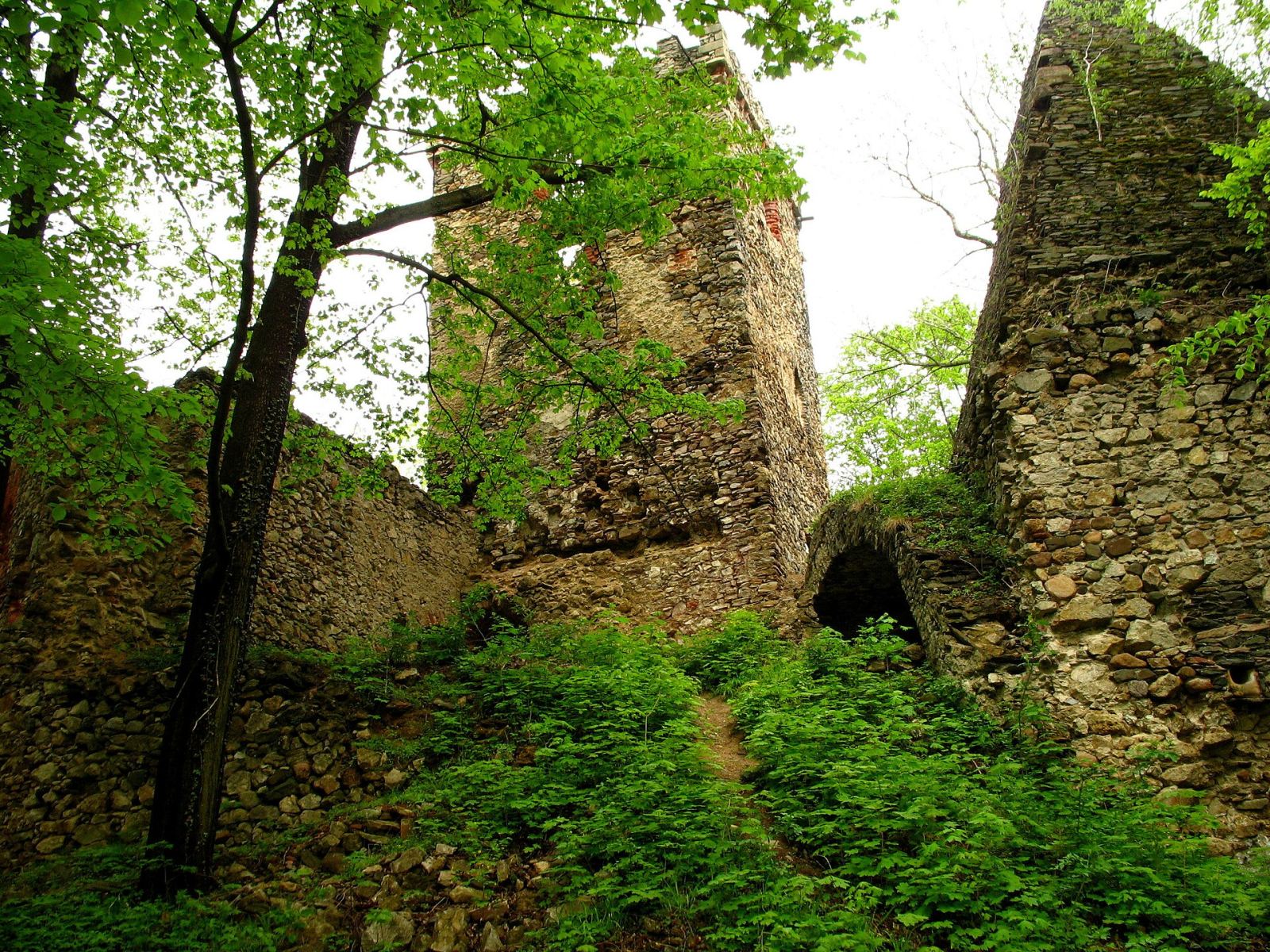 Ruina zamku, Lipa