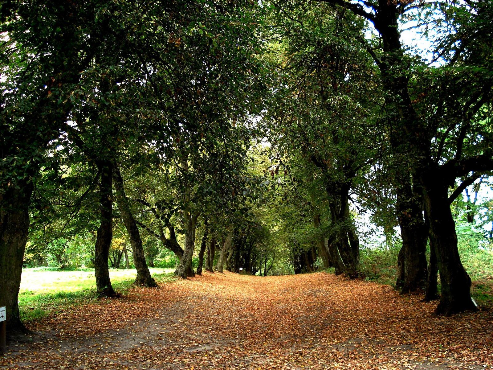 Park, Korczew