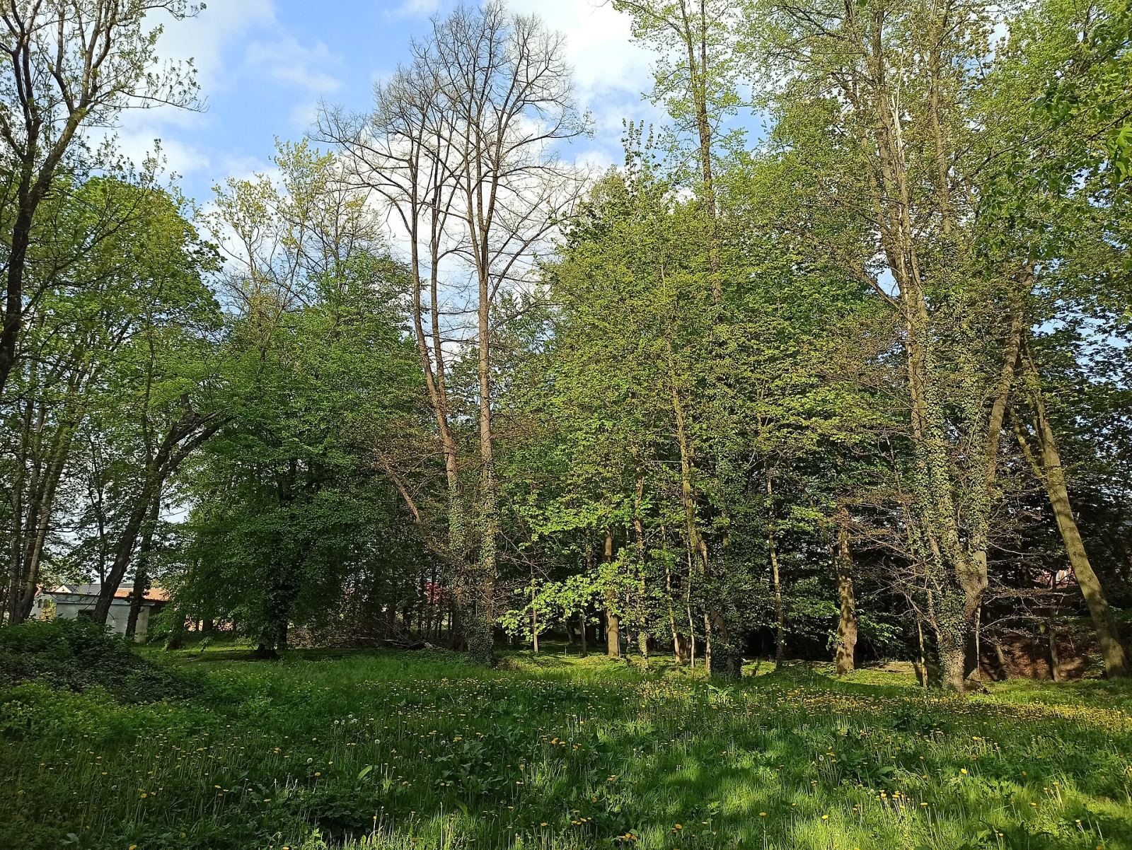 Park, Trzebina