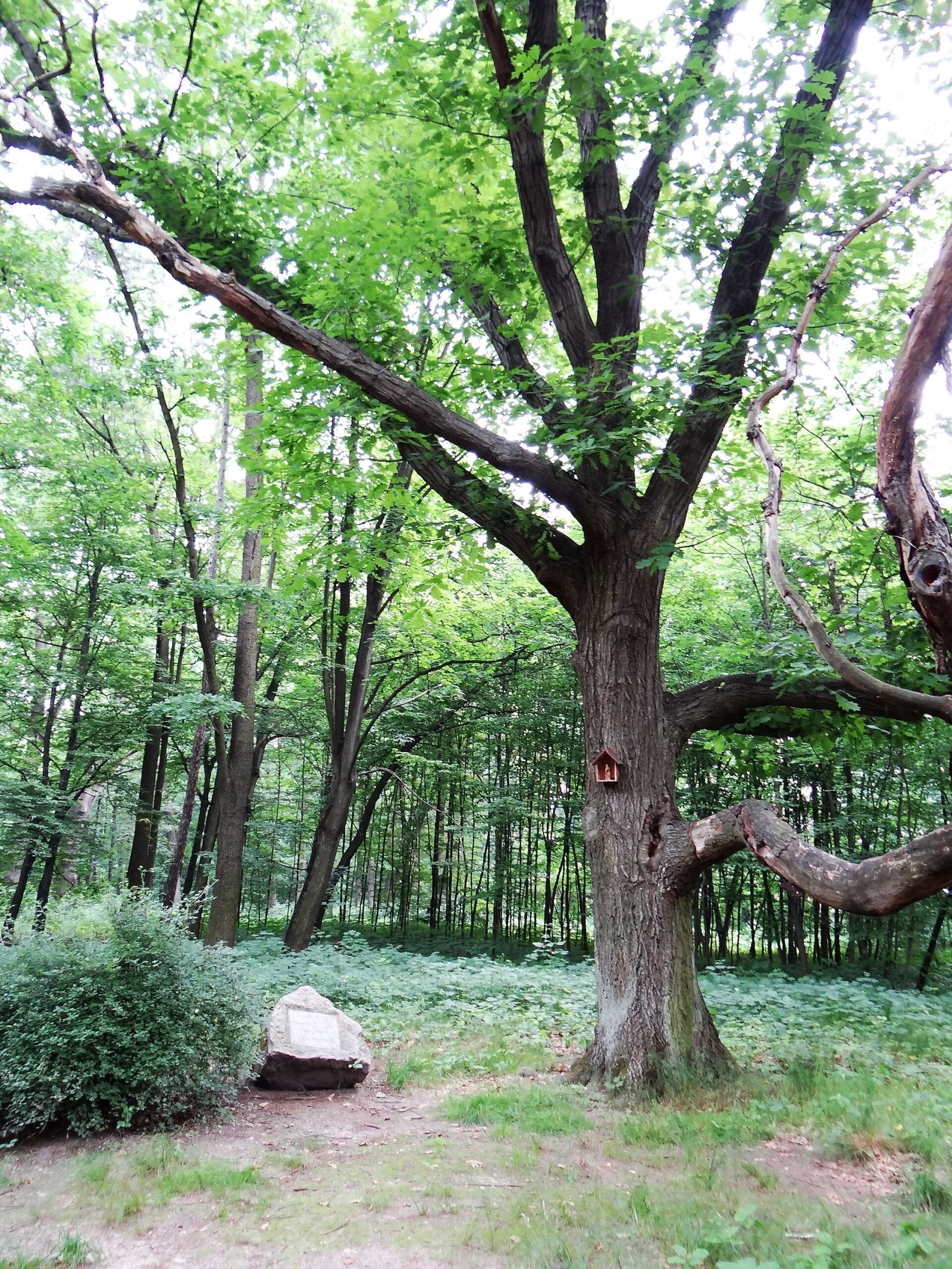 Park dworski, Nisko