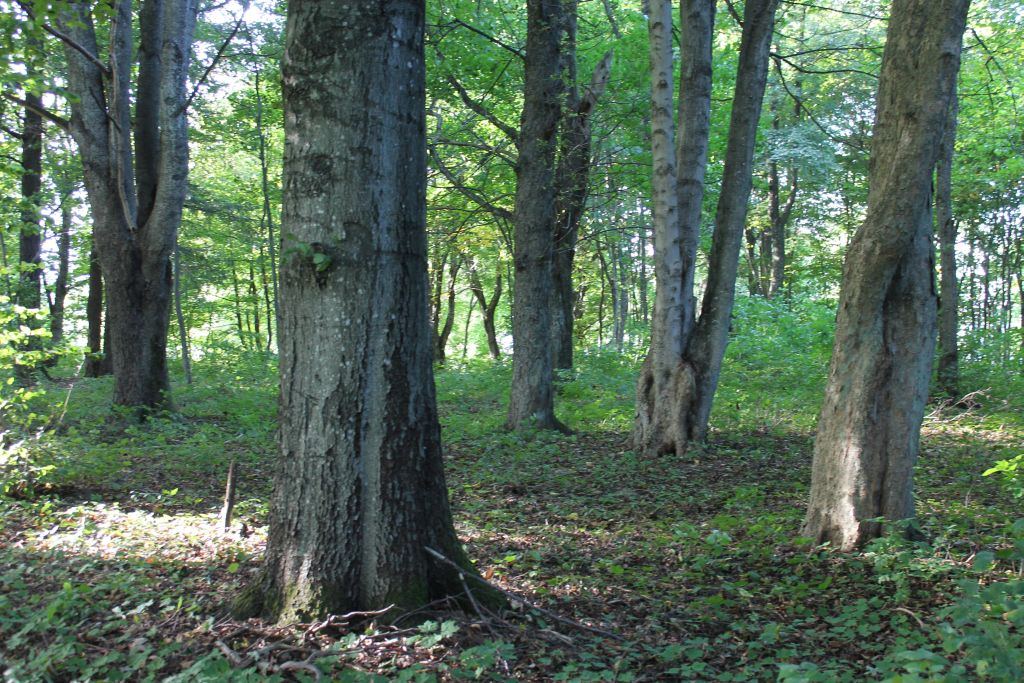 Park dworski, Świerczyna