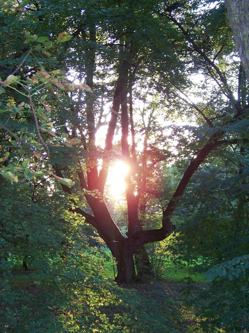 Park dworski, Ptakowice