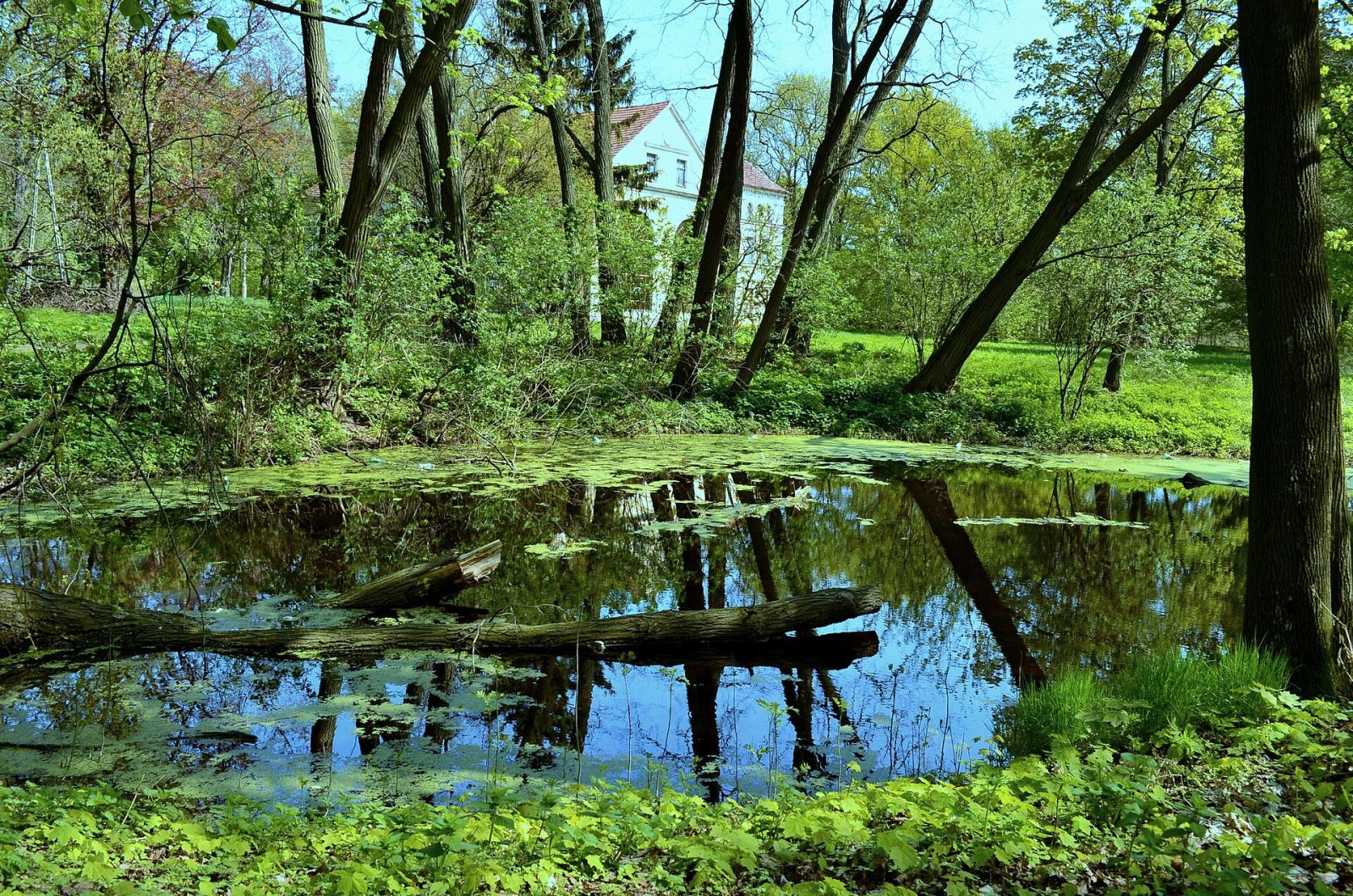 Park dworski, krajobrazowy, Więckowice