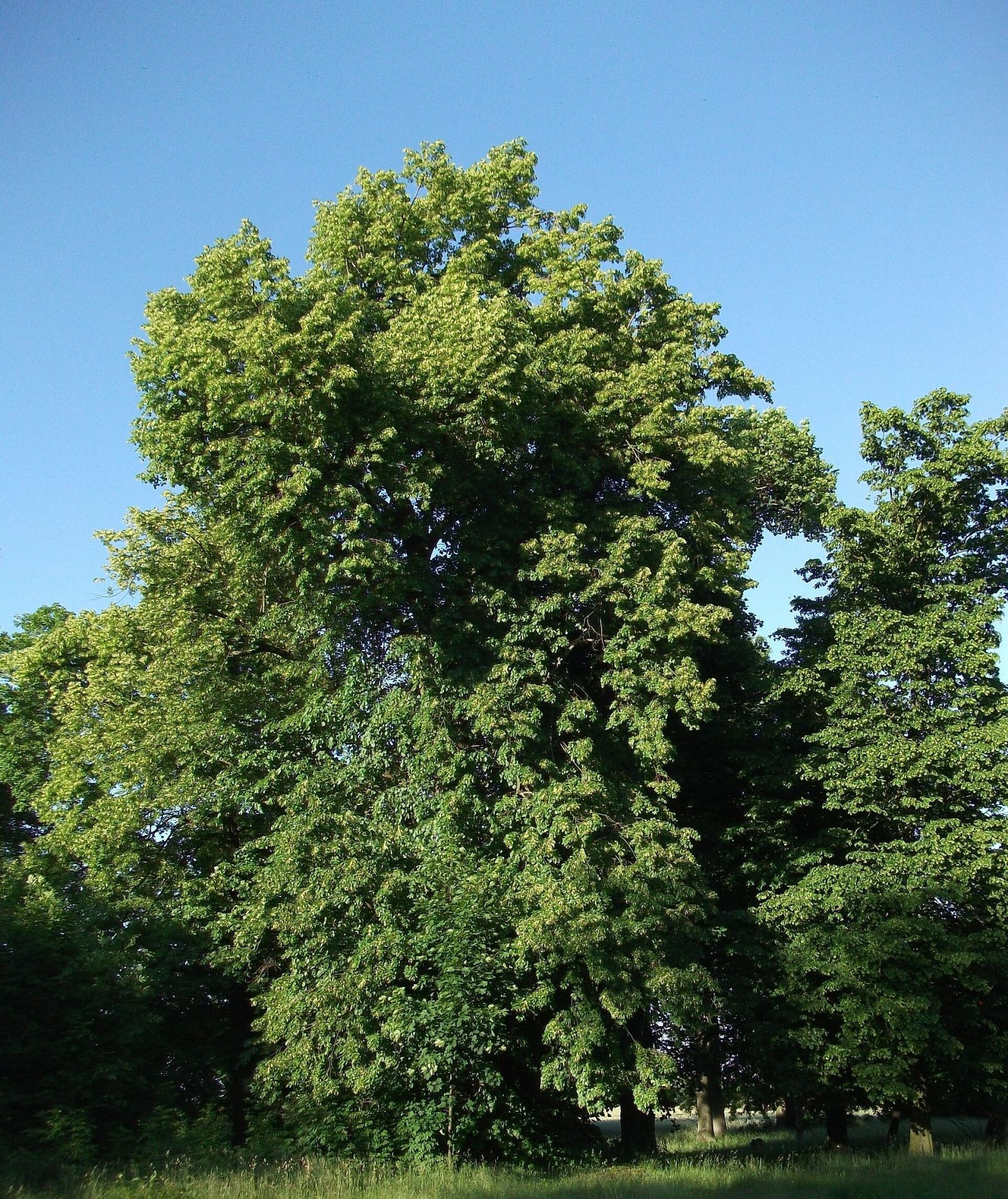 Park krajobrazowy, Skotniki