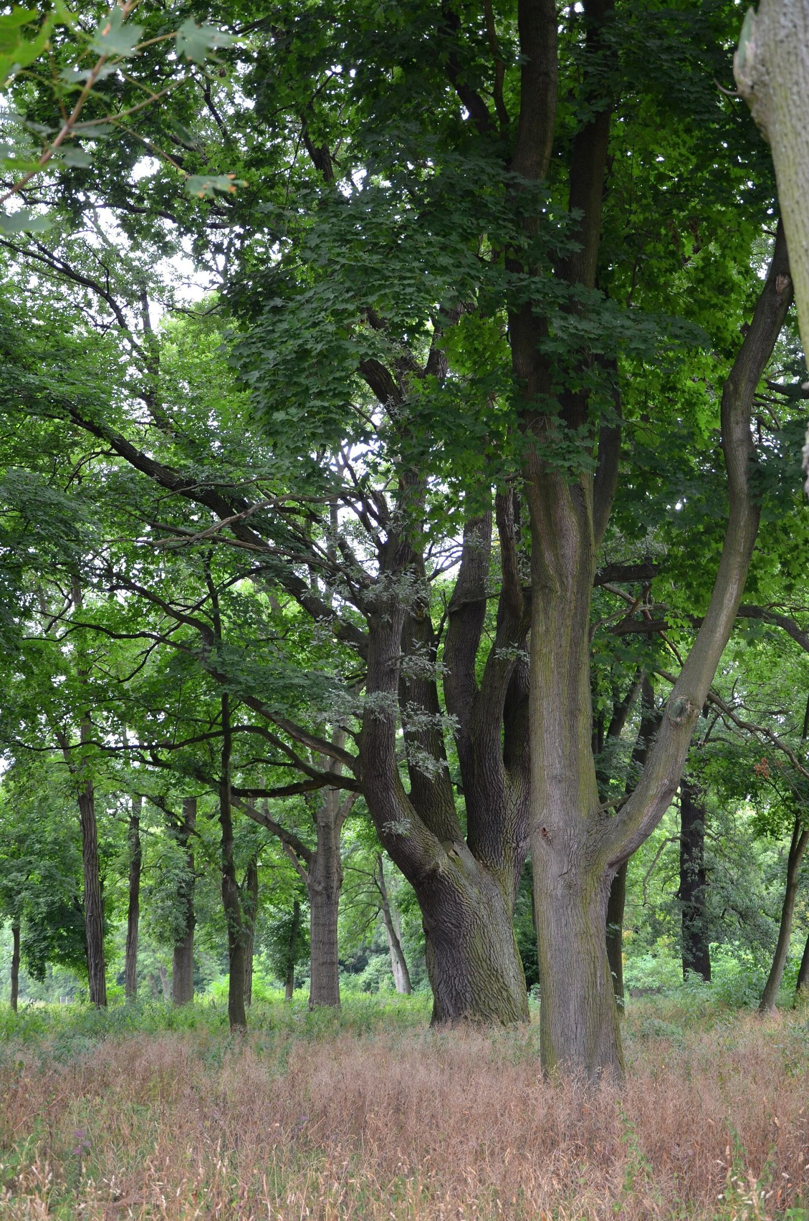 Park, Piotrkowice