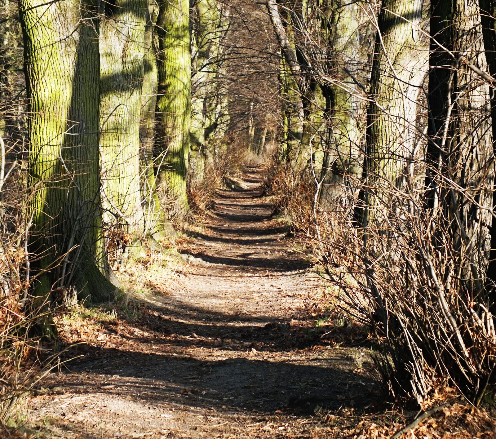 Park dworski, Dąbrówka