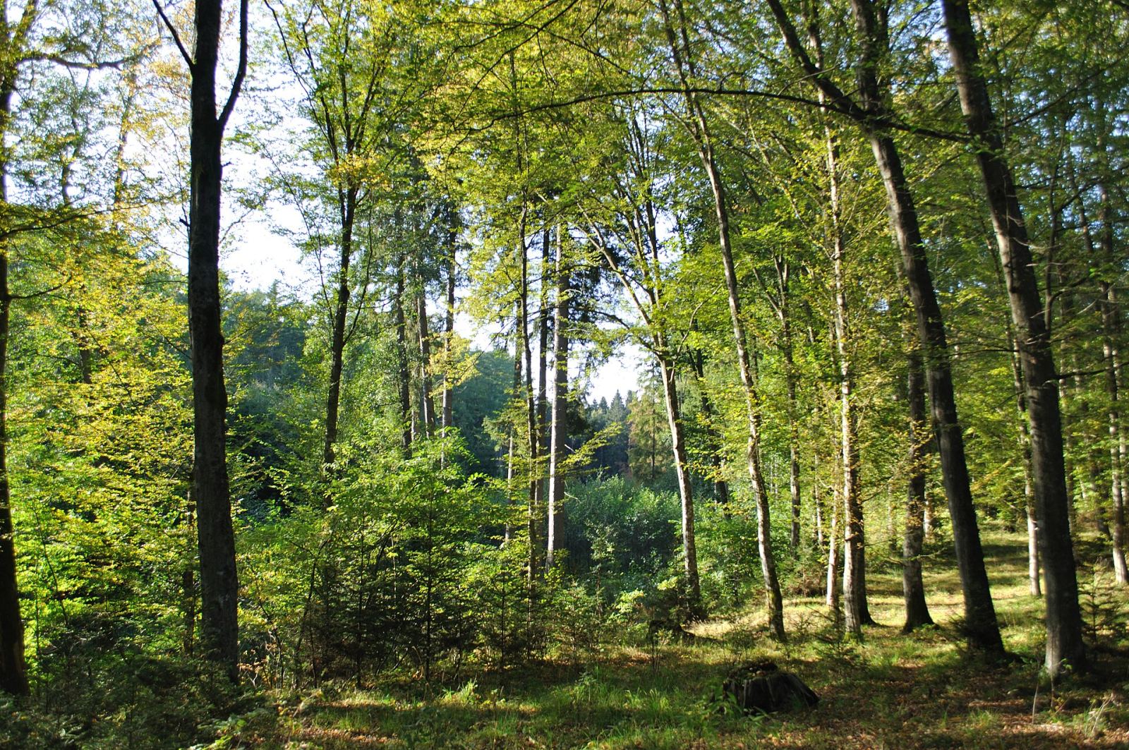 Park pałacowy, Dobrociechy