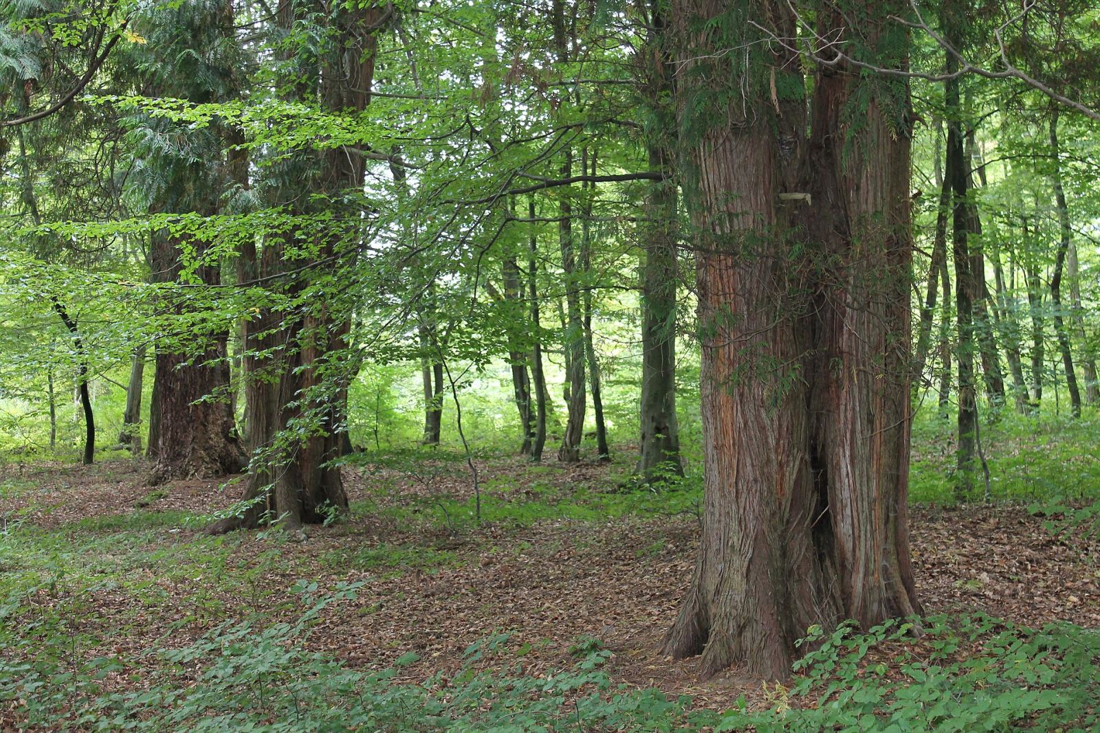 Park, Policko