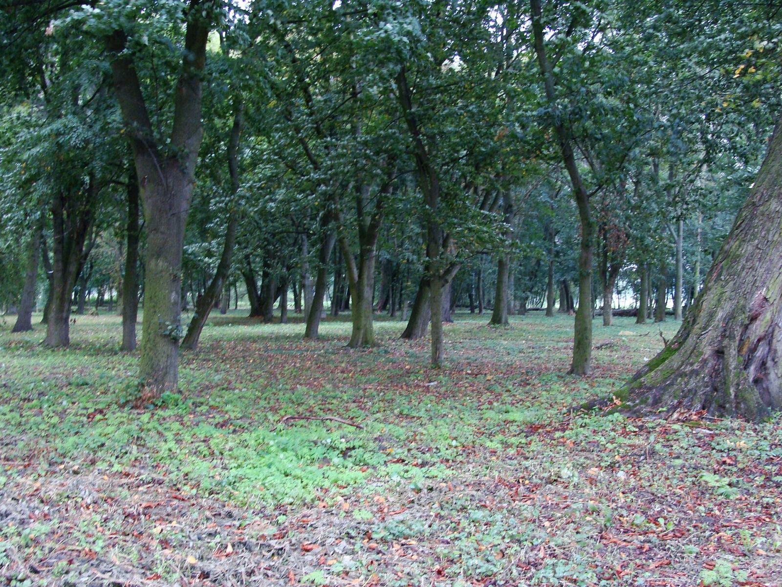 Park dworski, Kobylniki