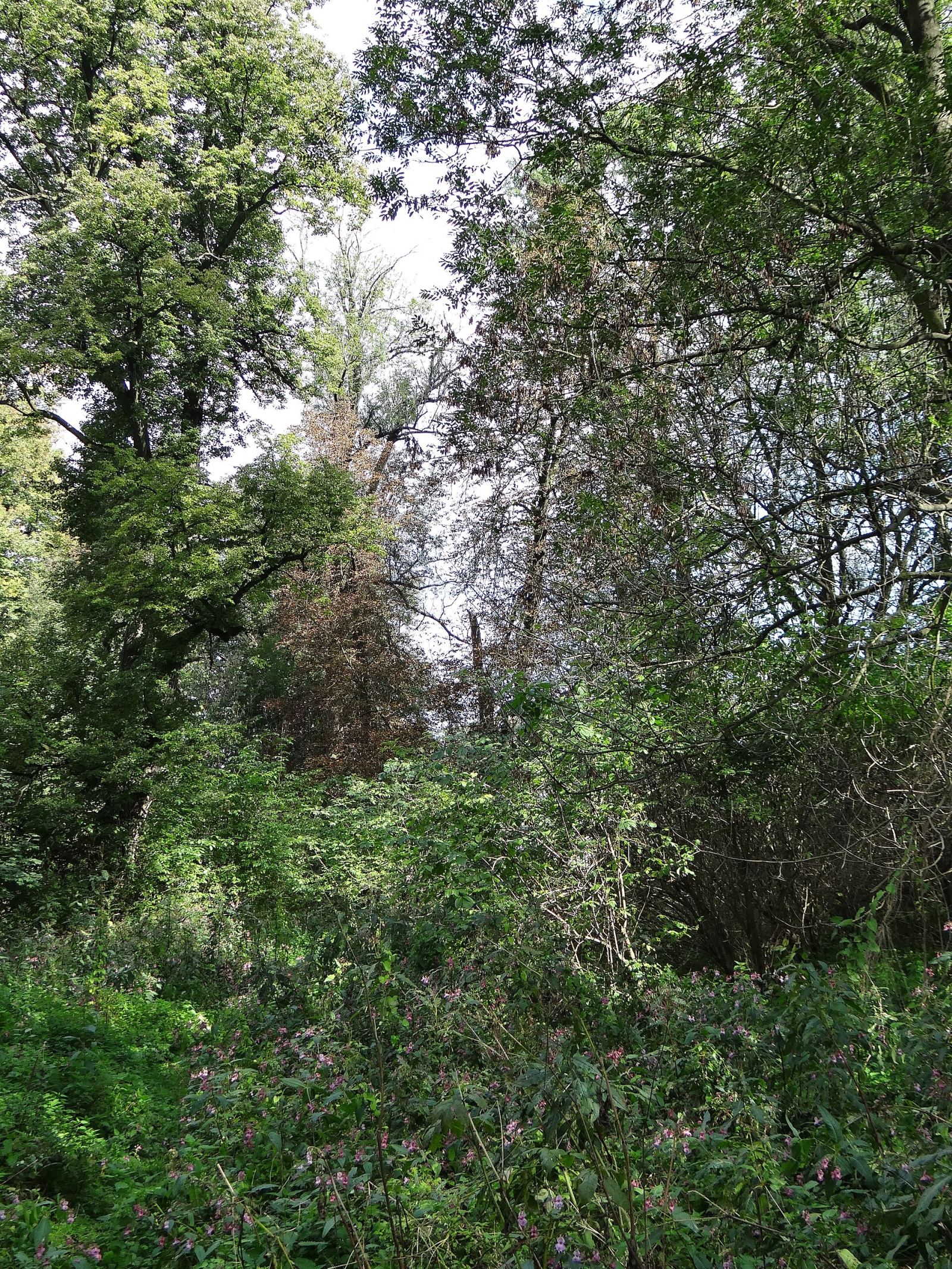 Park, Sieciechowice