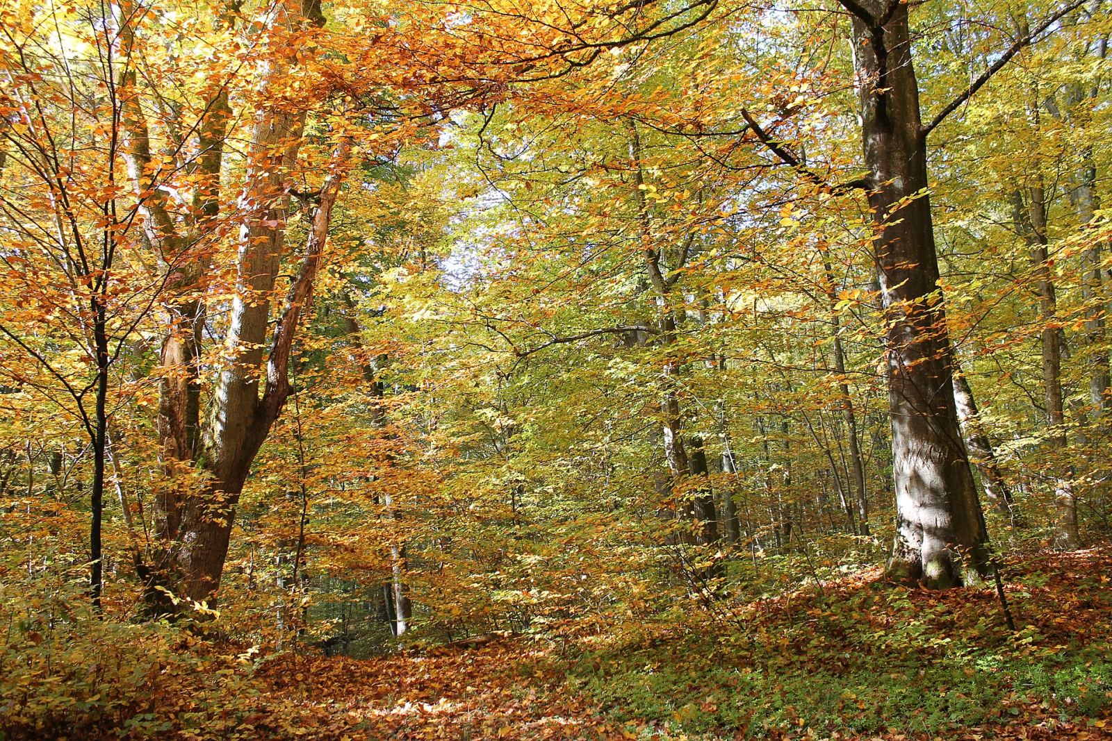 Park pałacowy, Wojęcino