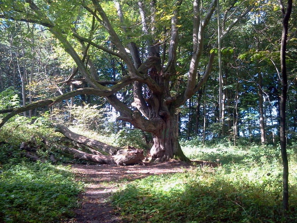 Park, Starogard