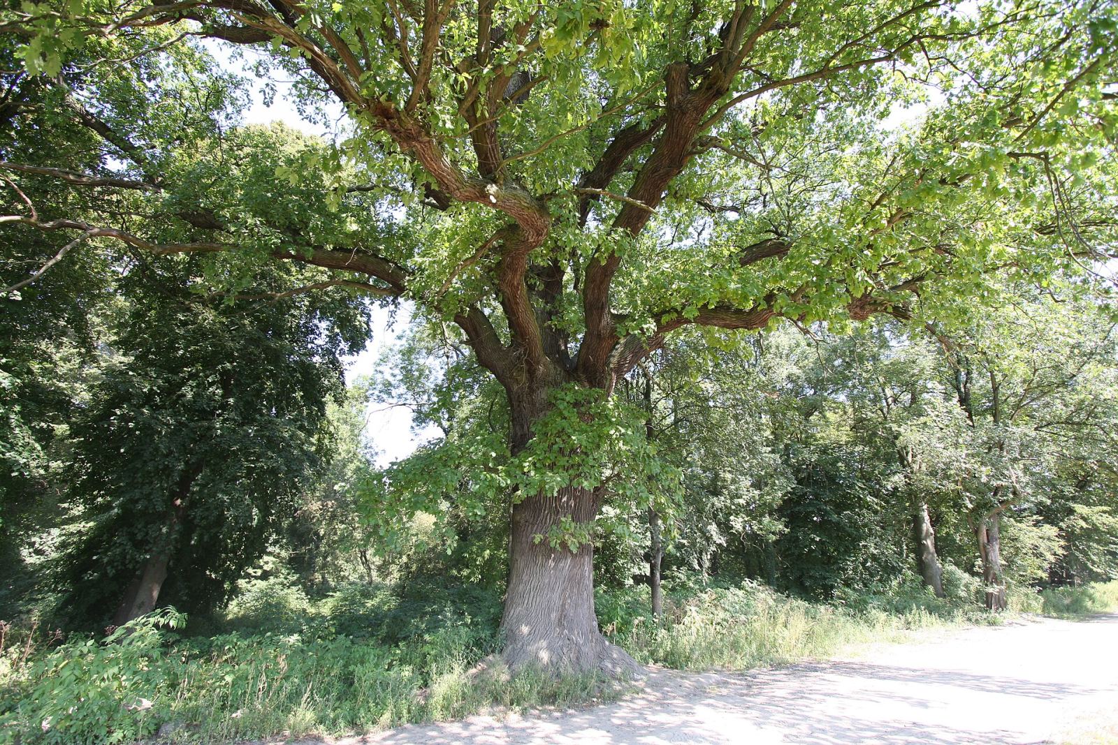 Park, Myszęcin