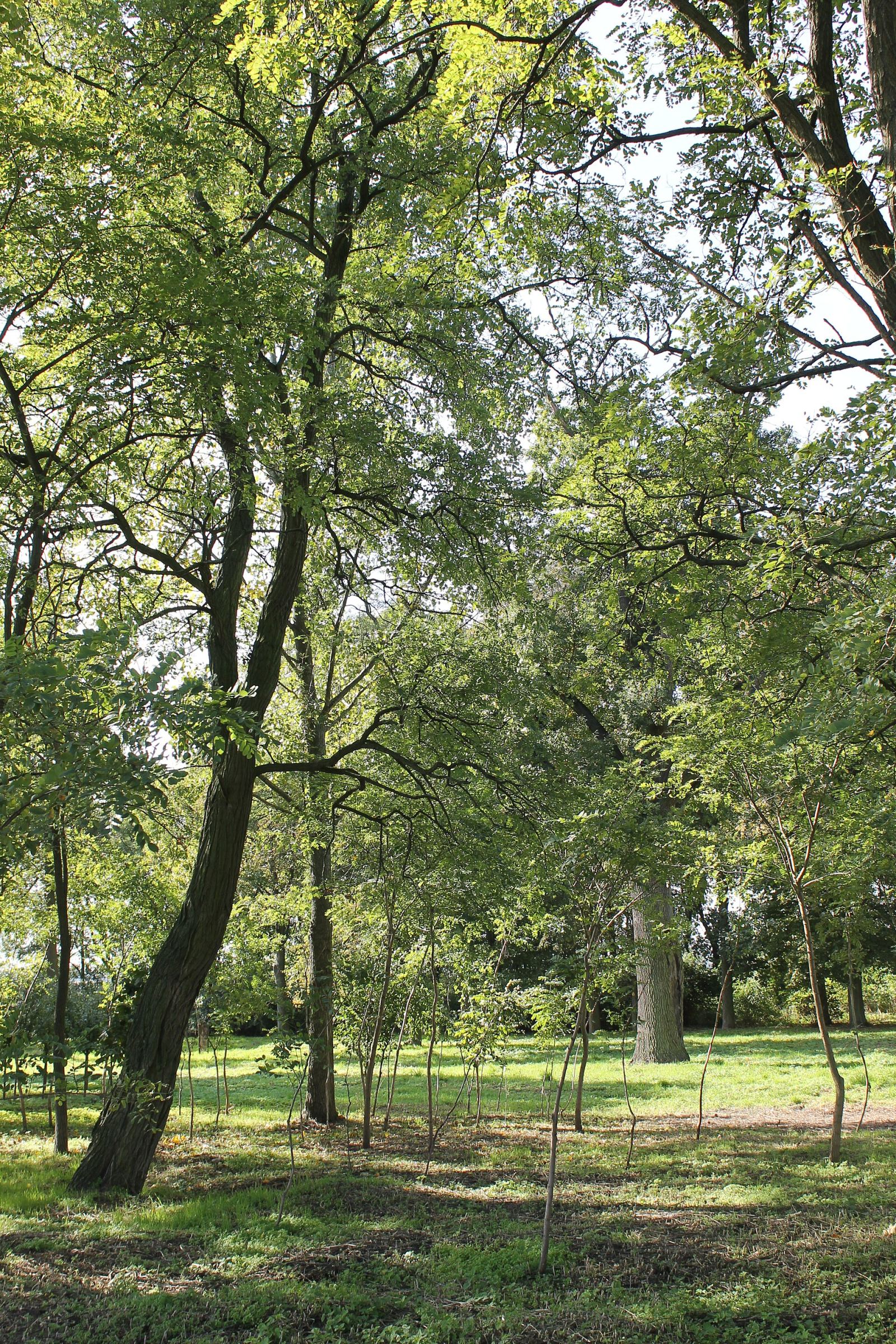 Park, Helenowo