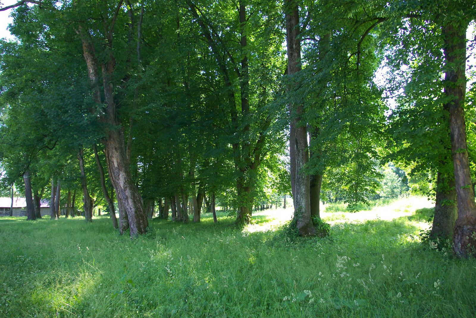 Park, Falejówka