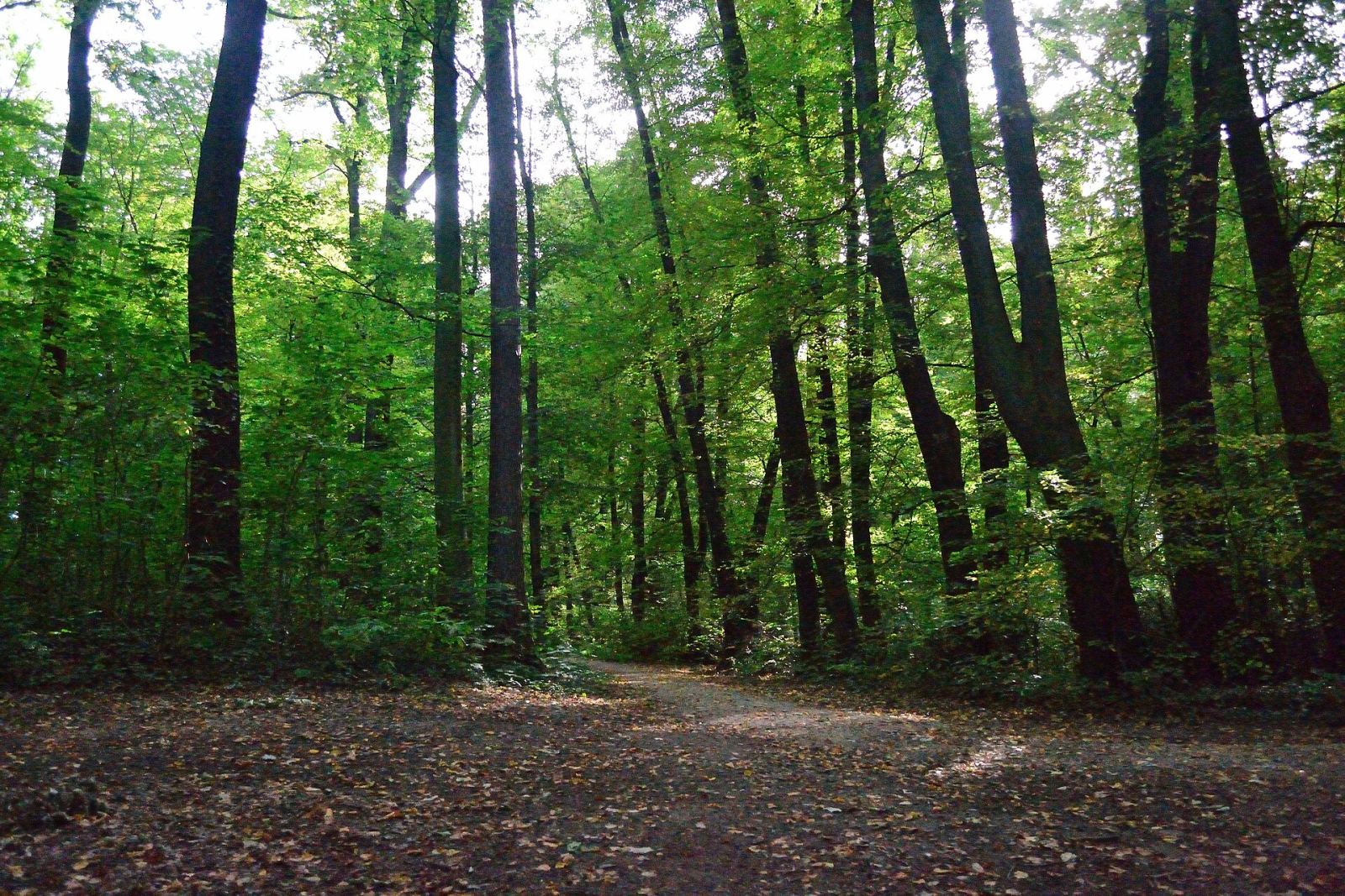 Park, Trzebnica