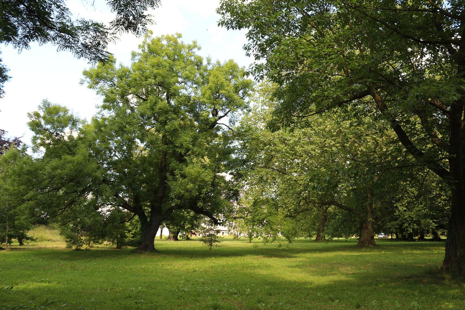 Park, Osowa Sień
