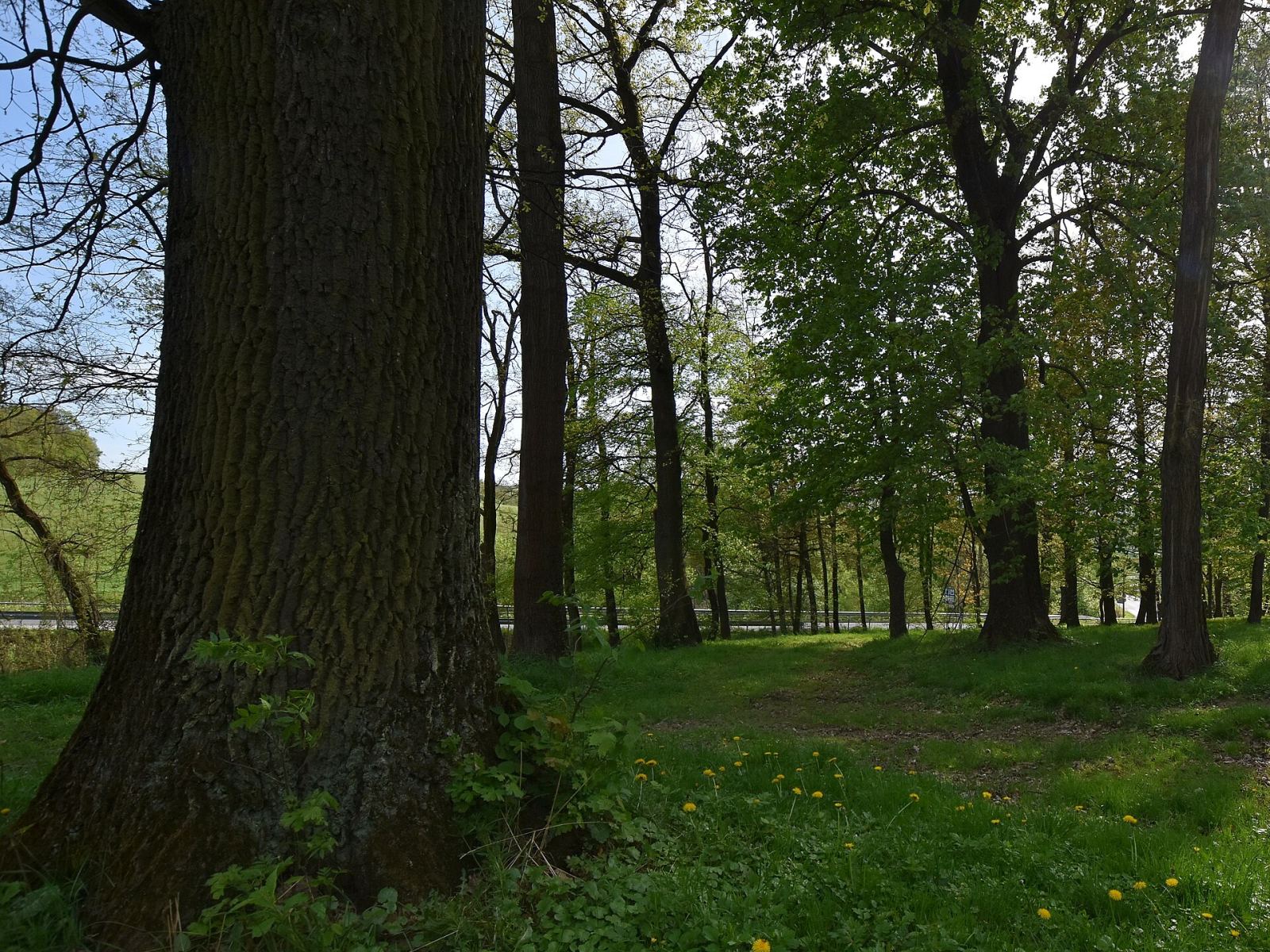 Park, Siedliska
