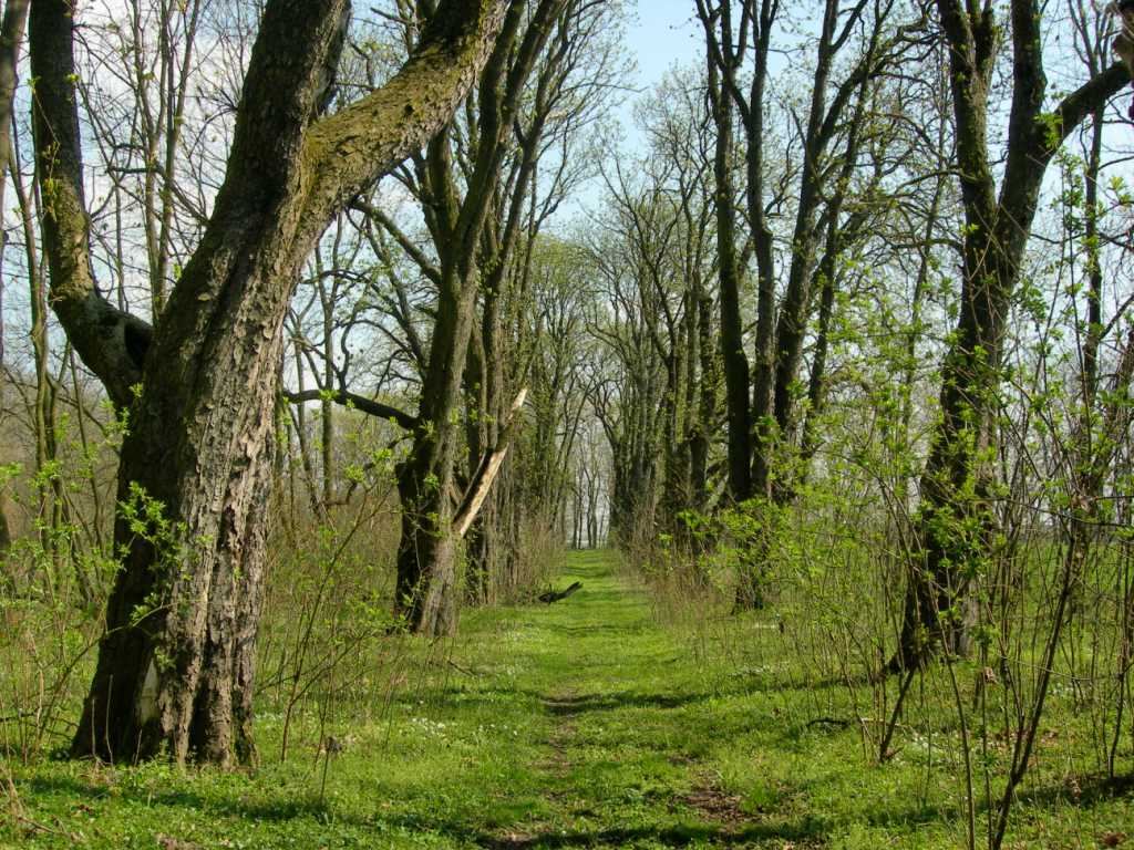 Park, Wielgie