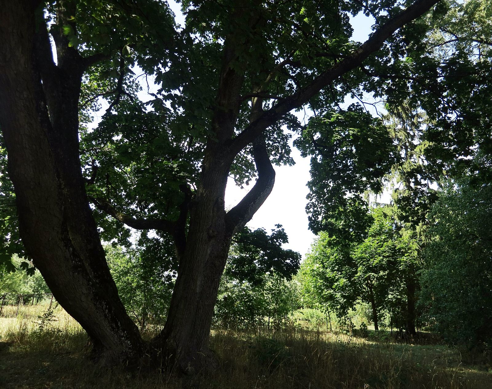 Park, Wola Świdzińska