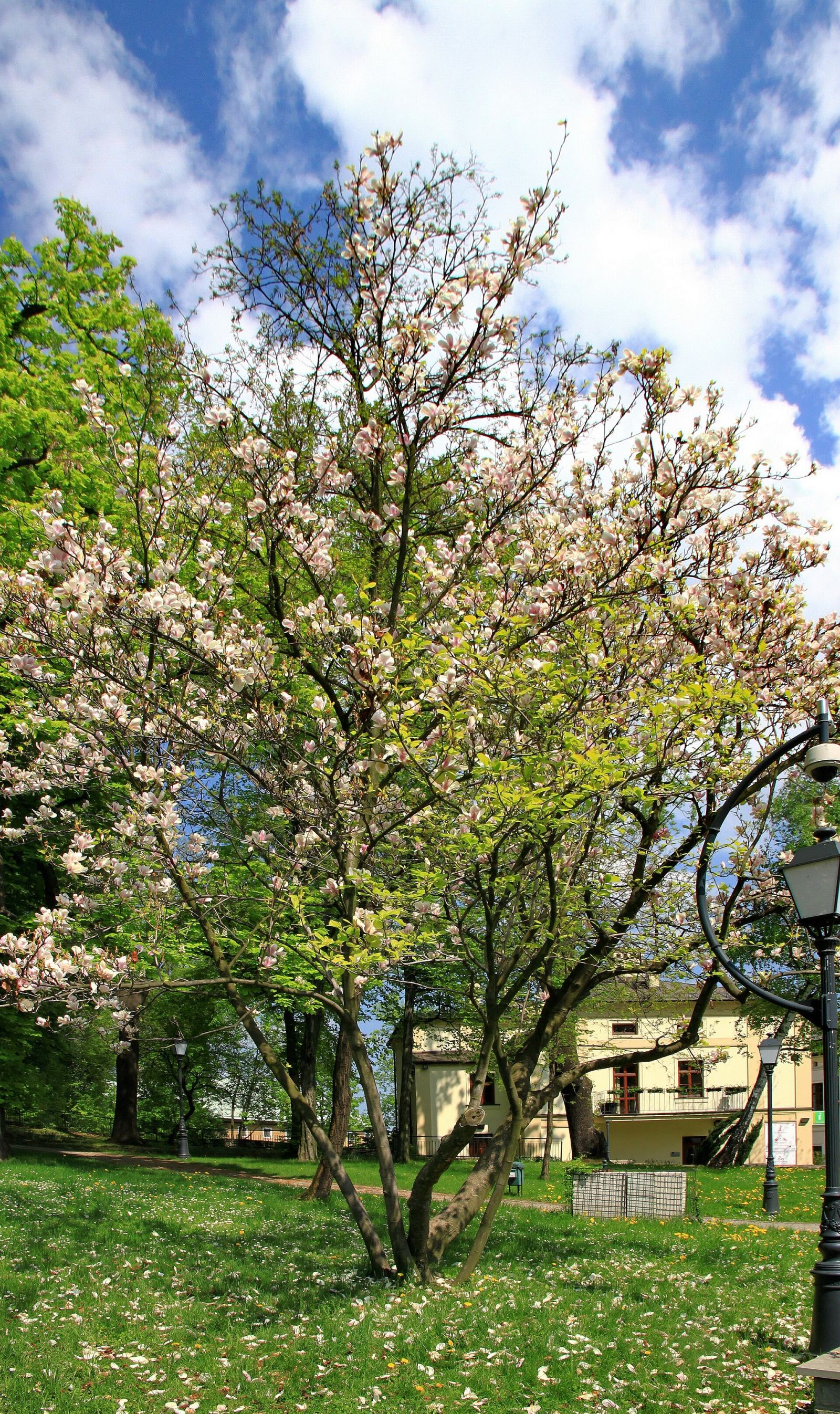 Park Górka Zamkowa, Cieszyn