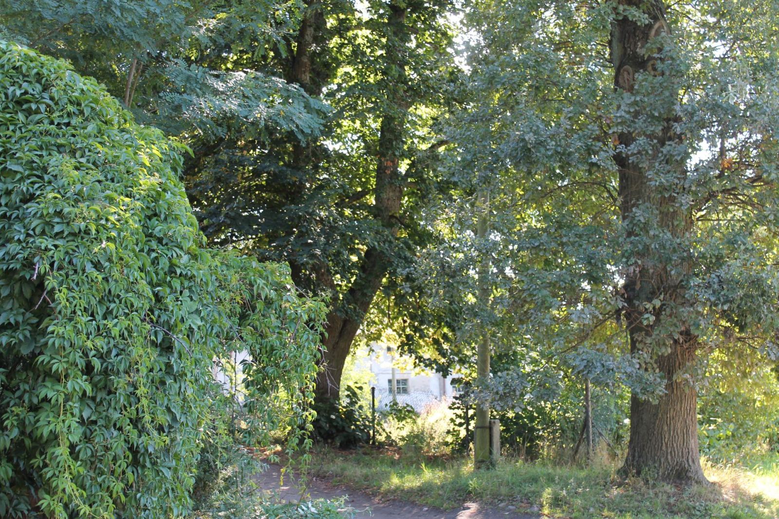 Park pałacowy, Sieranie