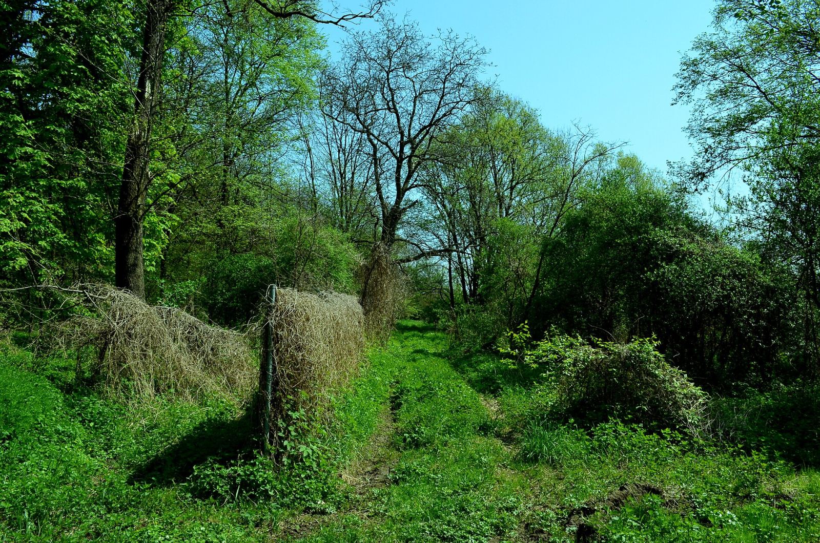 Park dworski, Zborowo