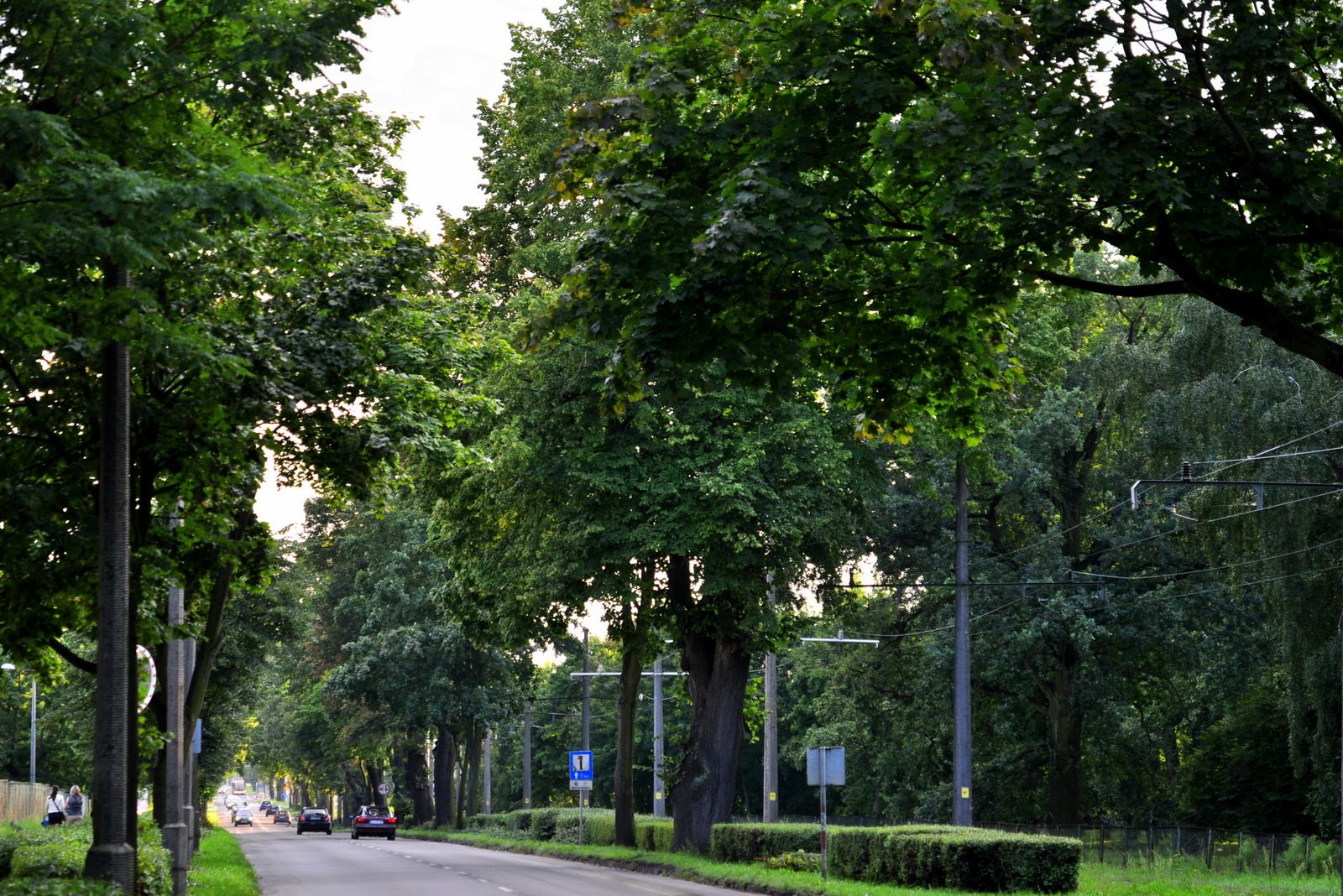 Aleja lipowa, Gorzów Wielkopolski