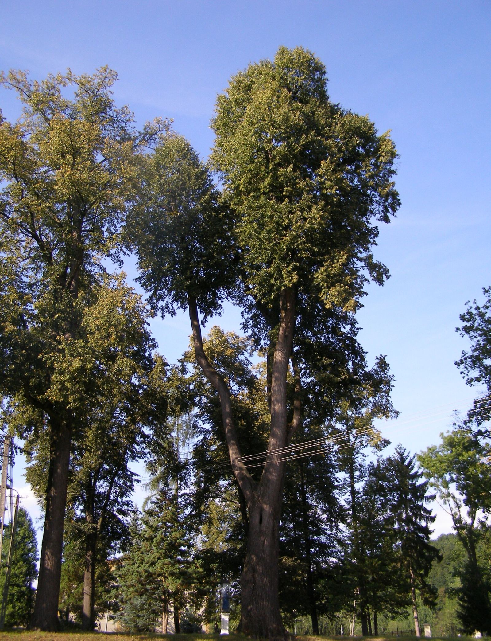 Park, Ryglice