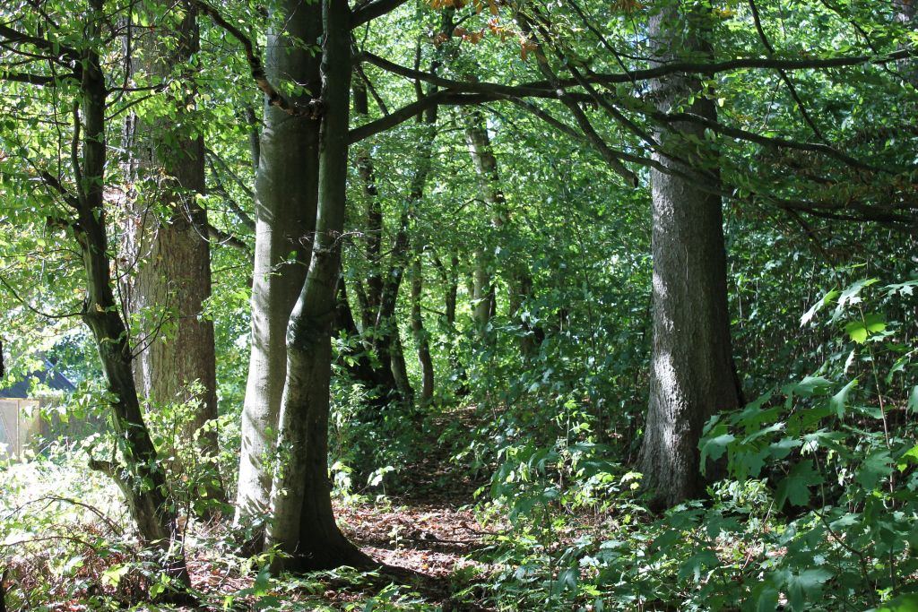 Park dworski, Żydowo