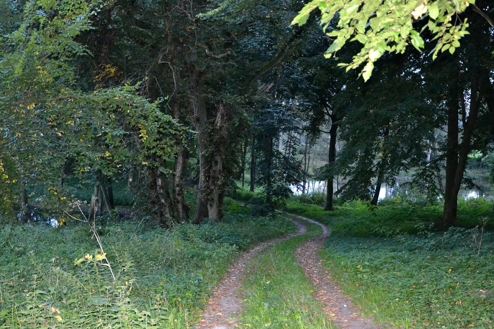 Park pałacowy, Narost