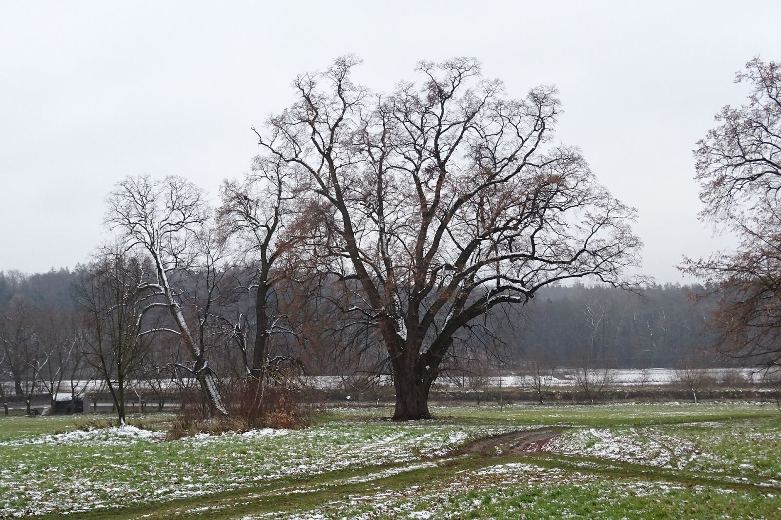 Park podworski, Kosienice
