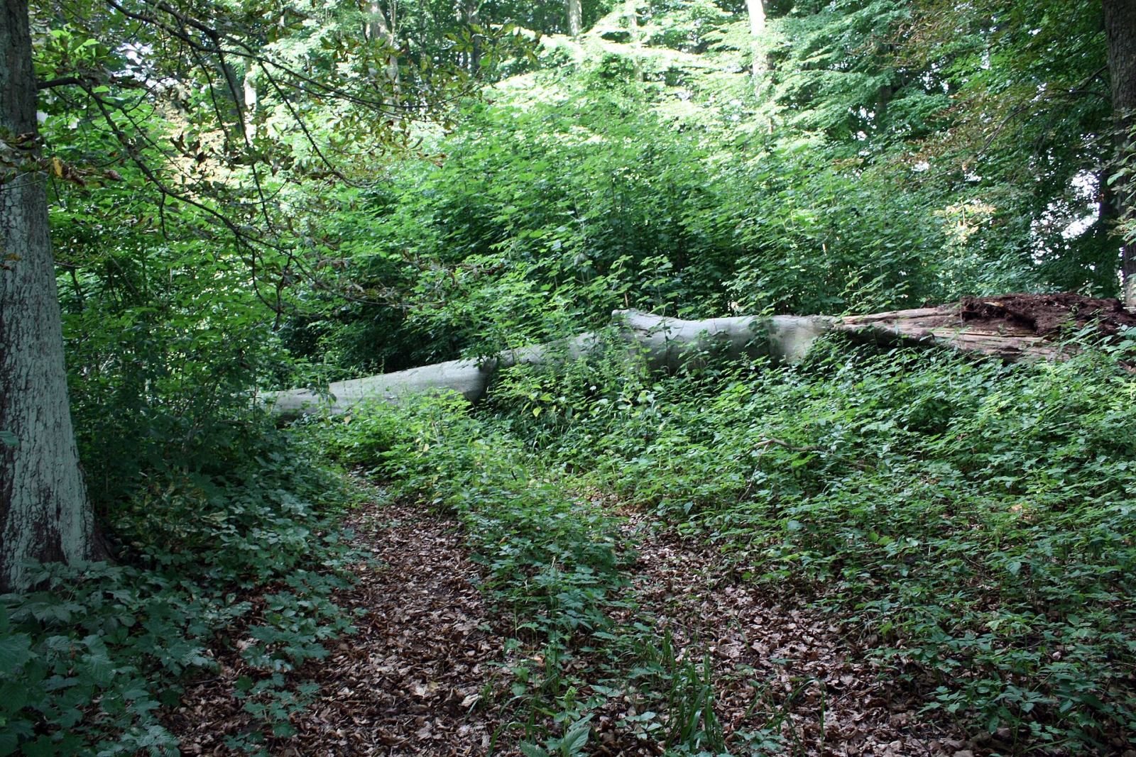 Park pałacowy, Kosobudy