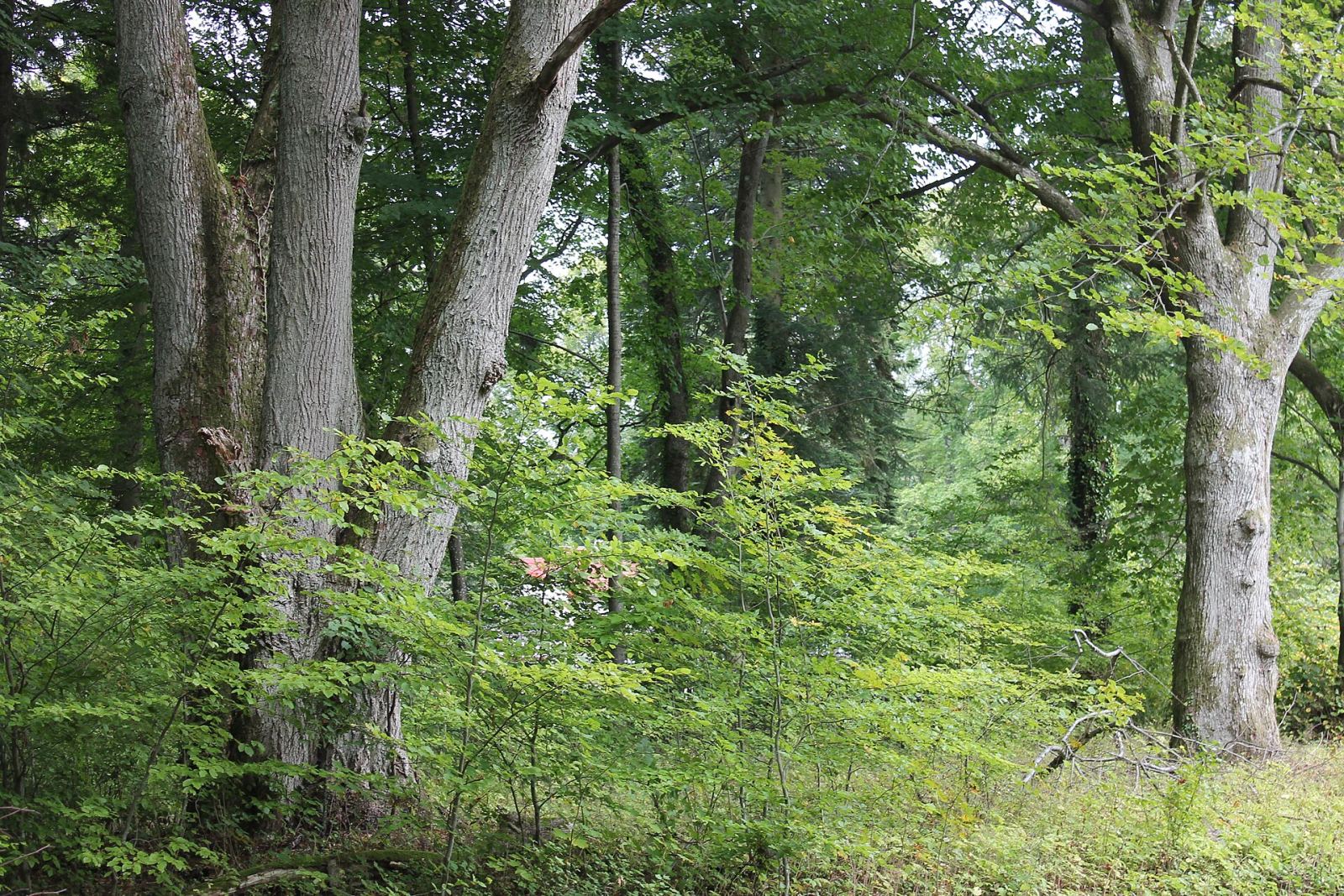 Park leśny, Kopanino