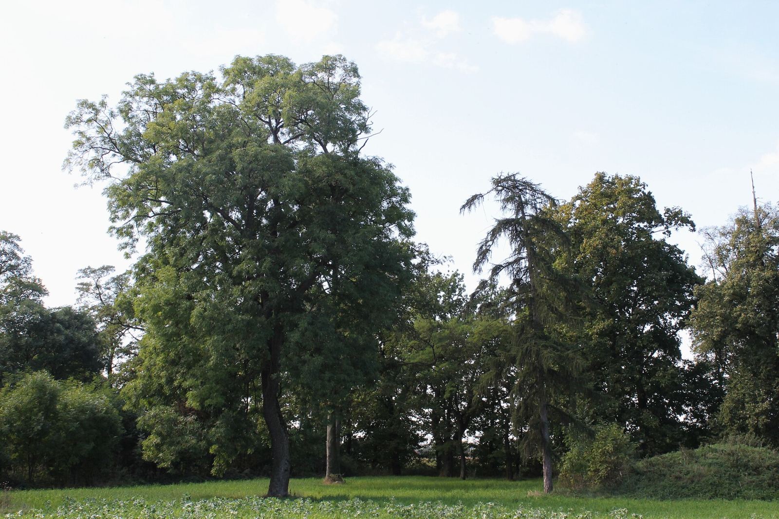 Park, Tupadły
