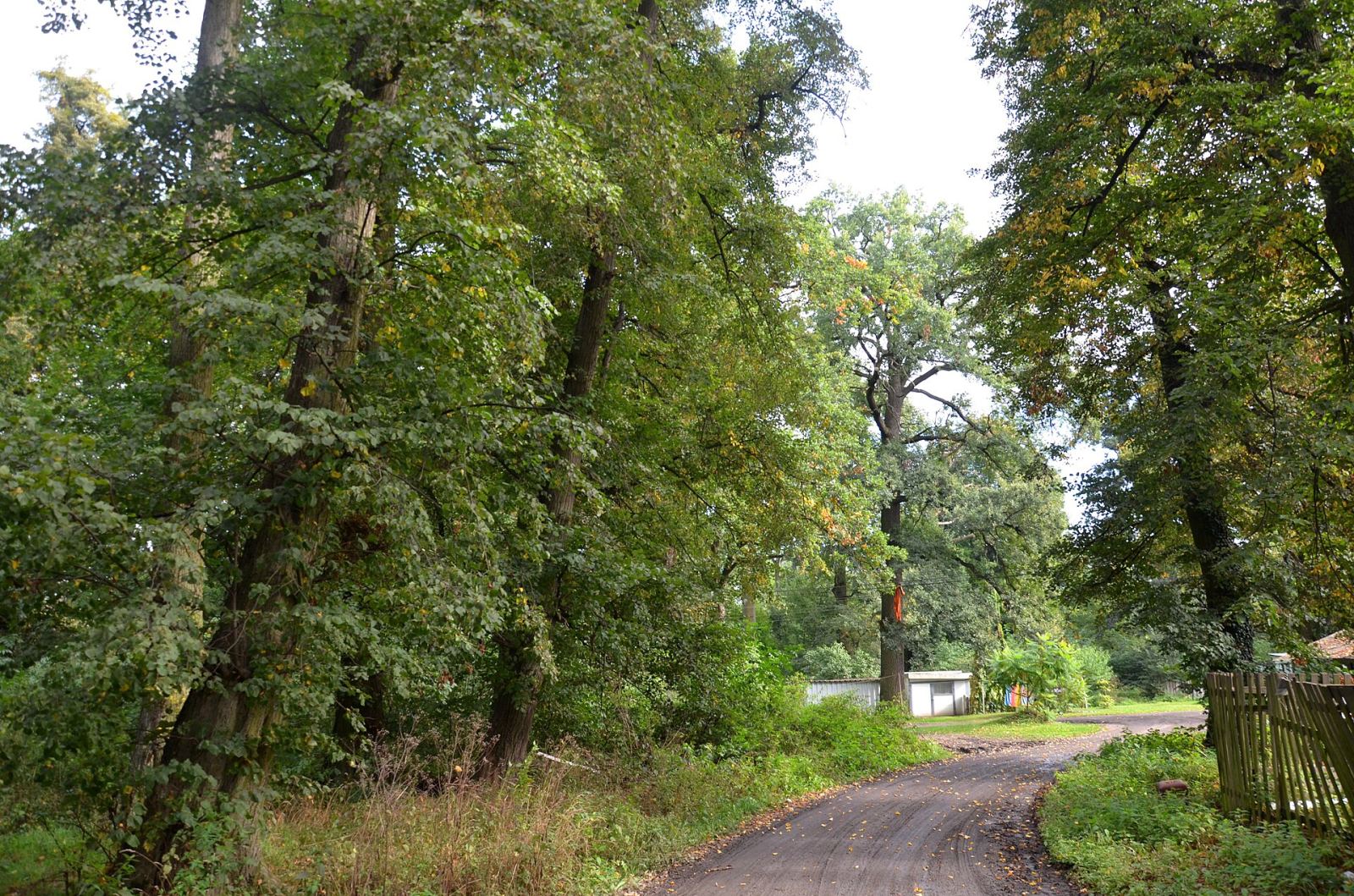 Park, Rożnowo