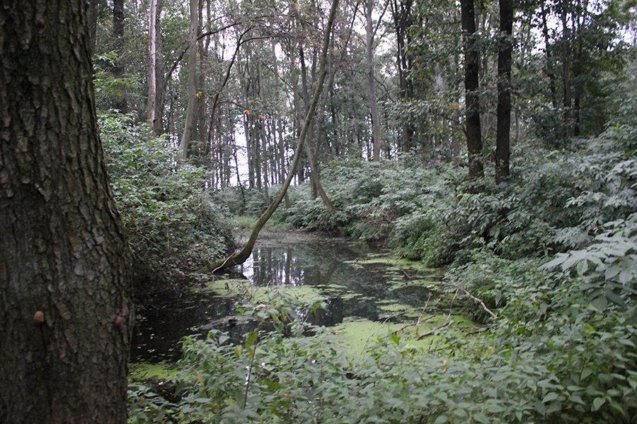 Park dworski, Czyżew