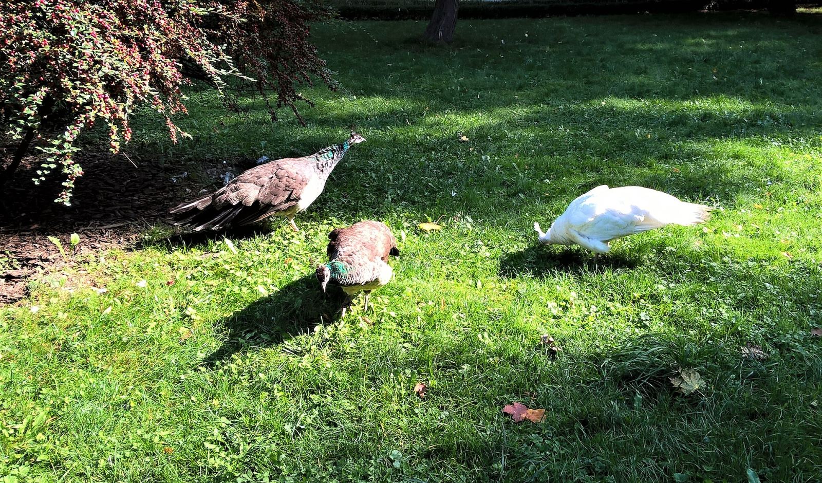 Park miejski Ogród Saski, Lublin