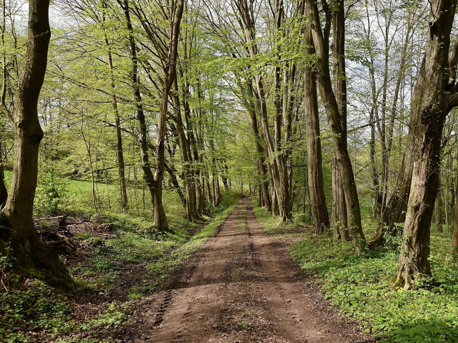 Park, Siedliska-Bogusz
