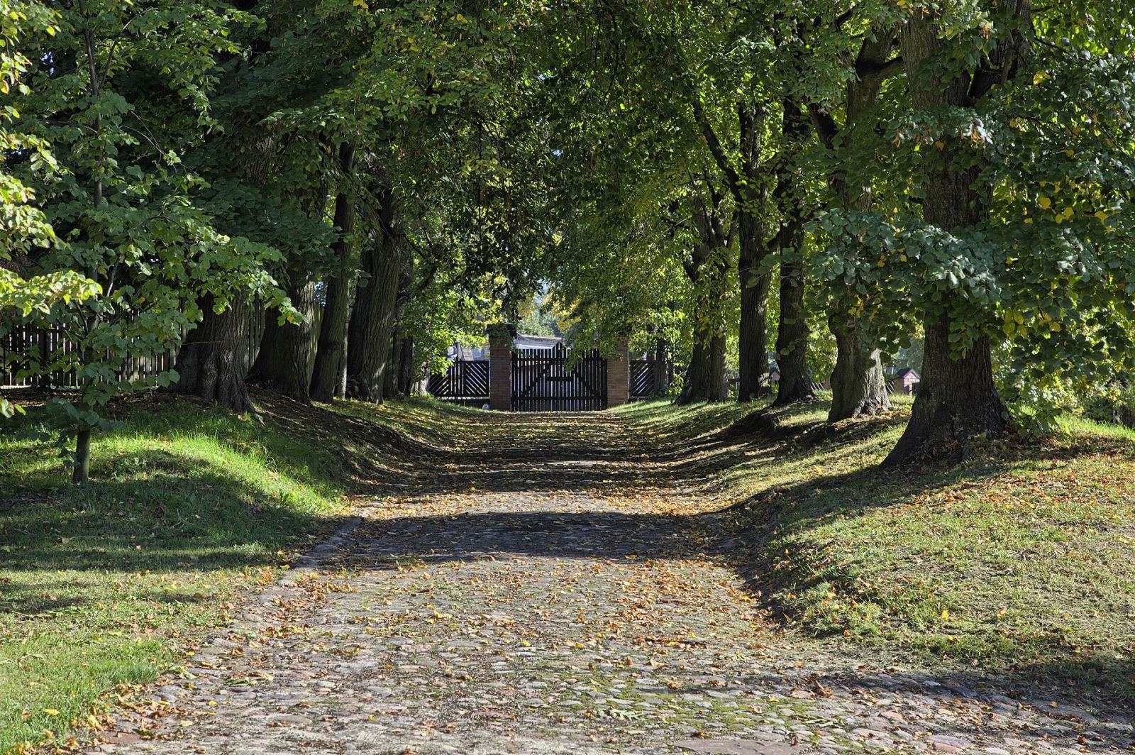 Aleja lipowa, Ożarów