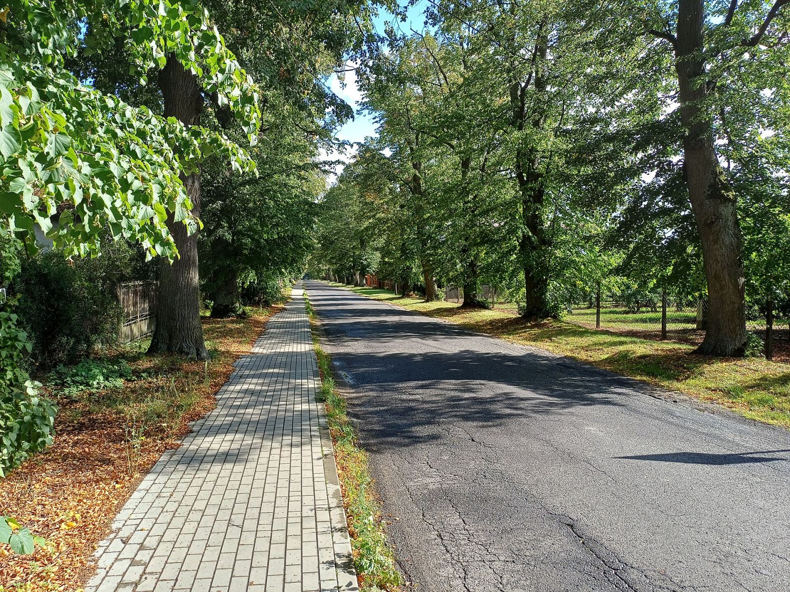 Aleja lipowa, Grzymkowice