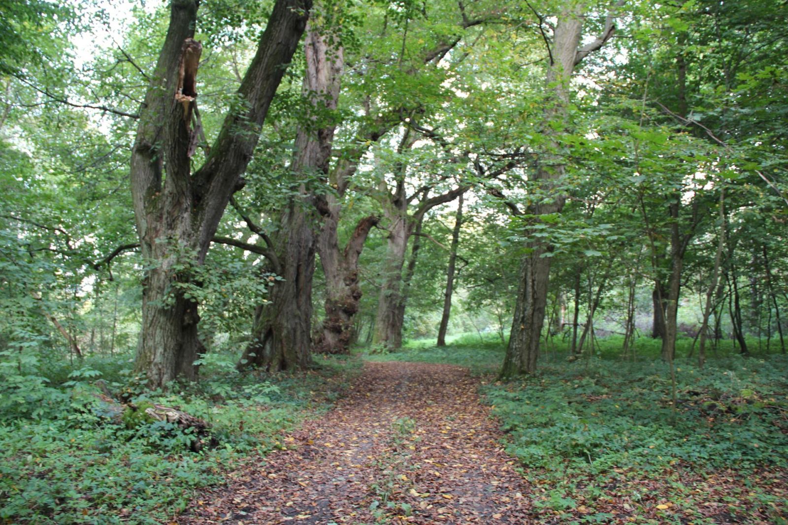 Park, Sobieska Wola Pierwsza