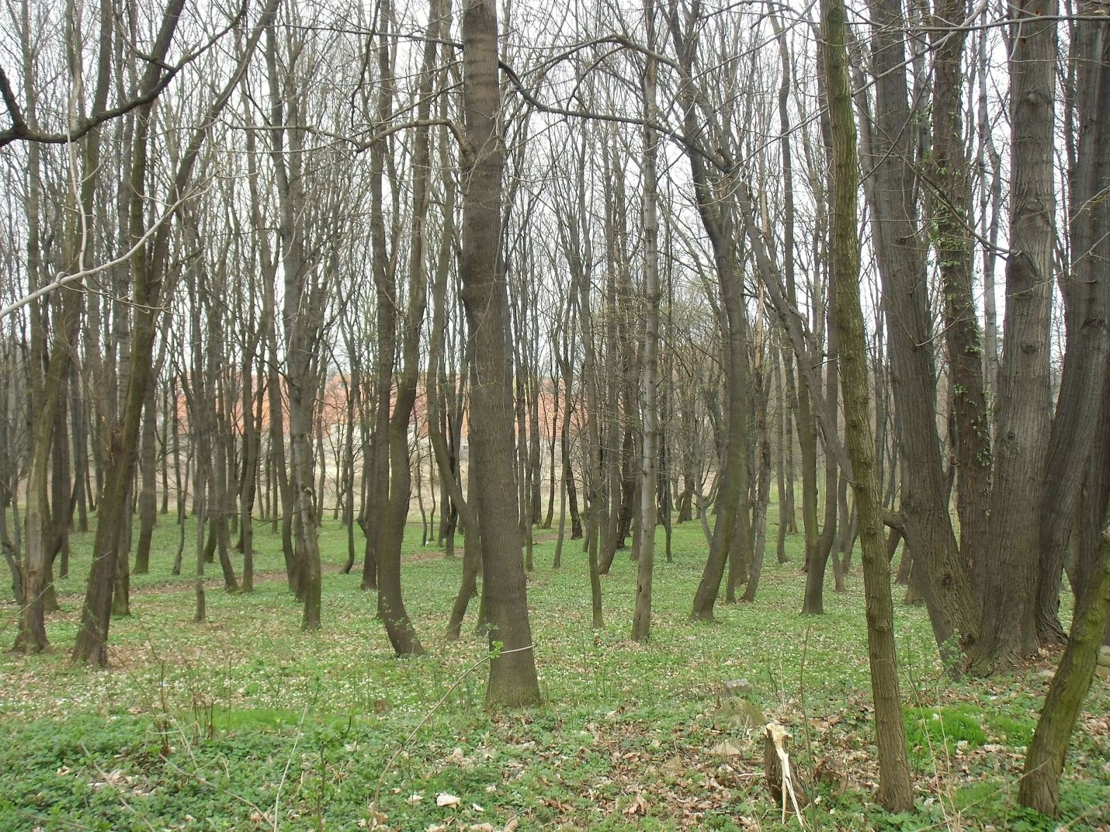 Park, Mściwojów