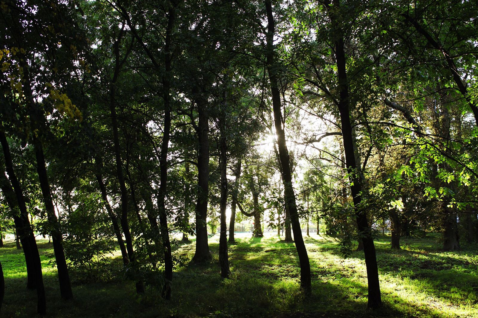 Park dworski, Siniarzewo