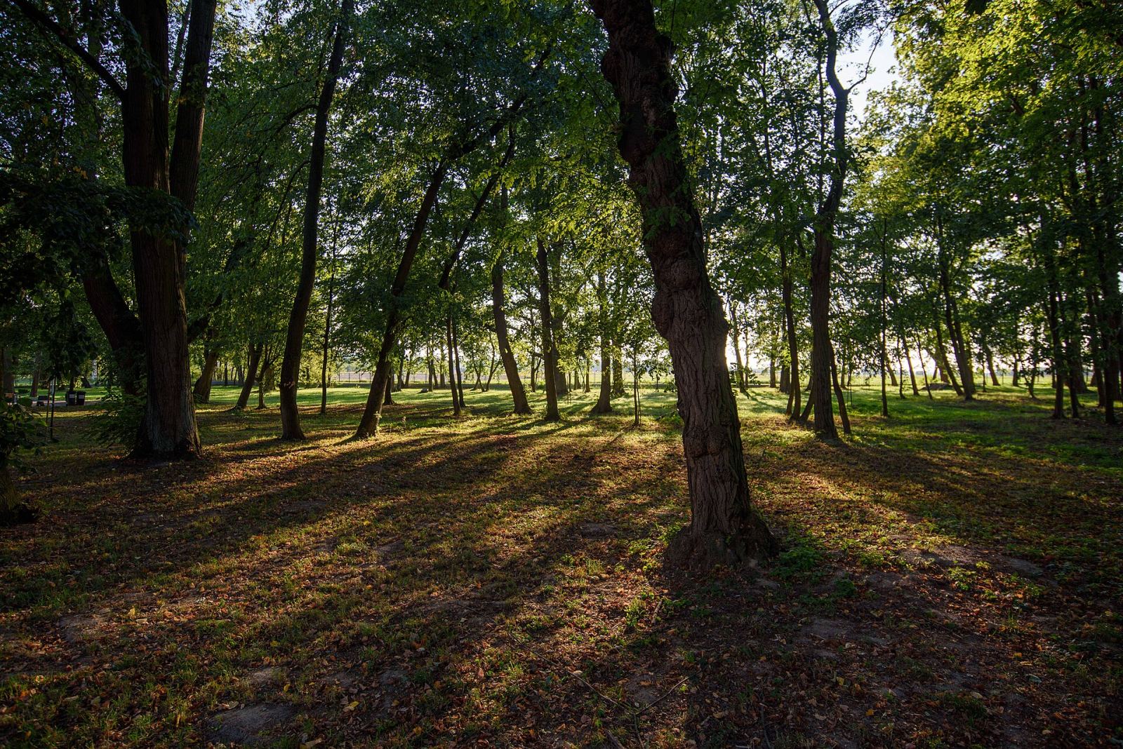Park, Przybysławice