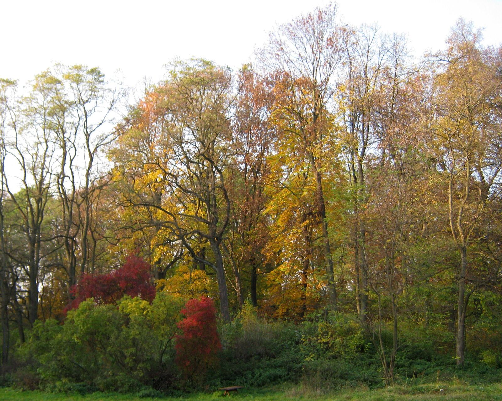 Park, Chociule