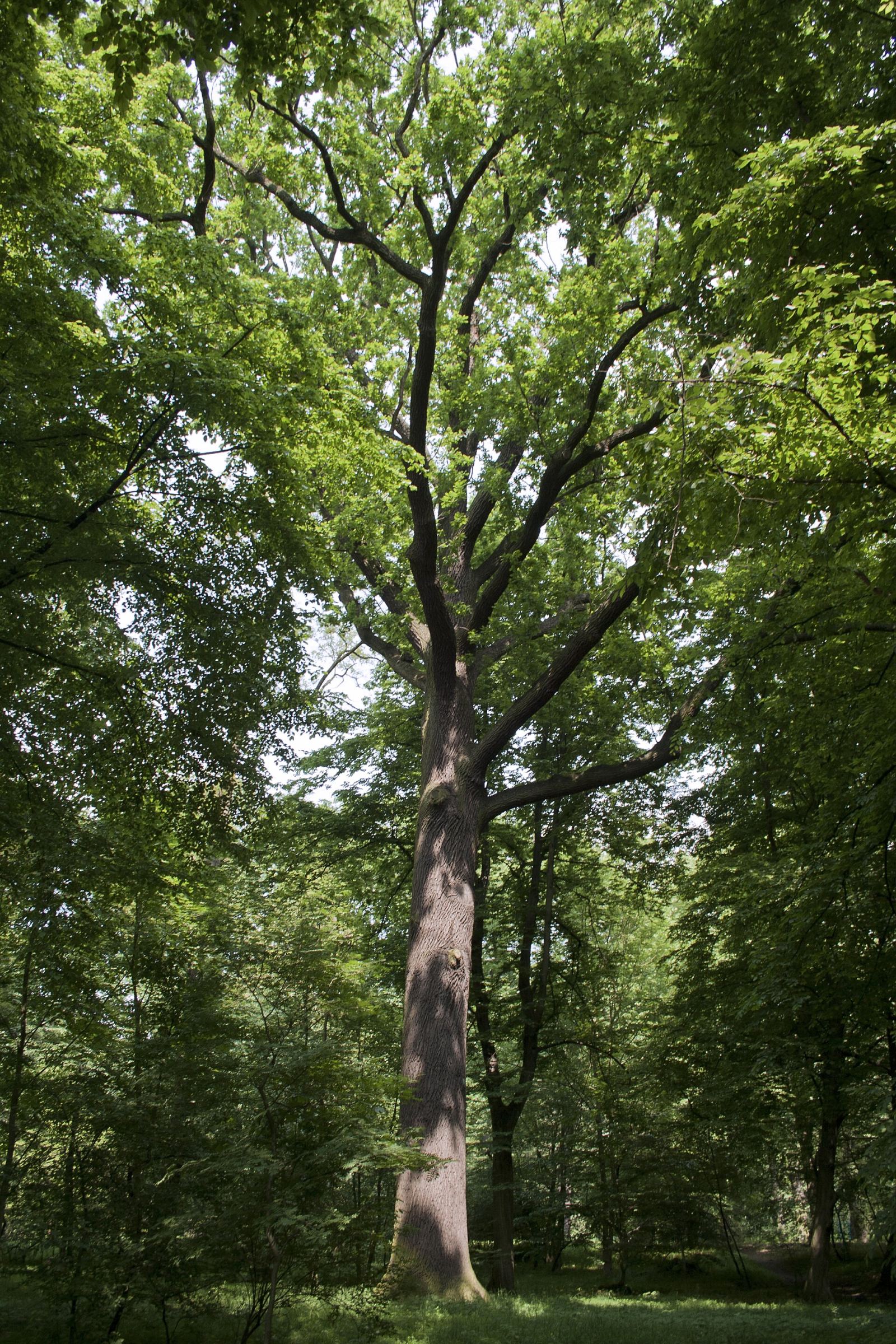 Park, Wrocław