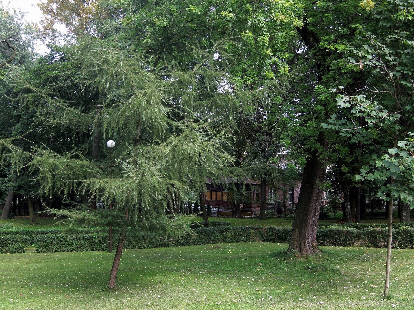Park, Częstochowa