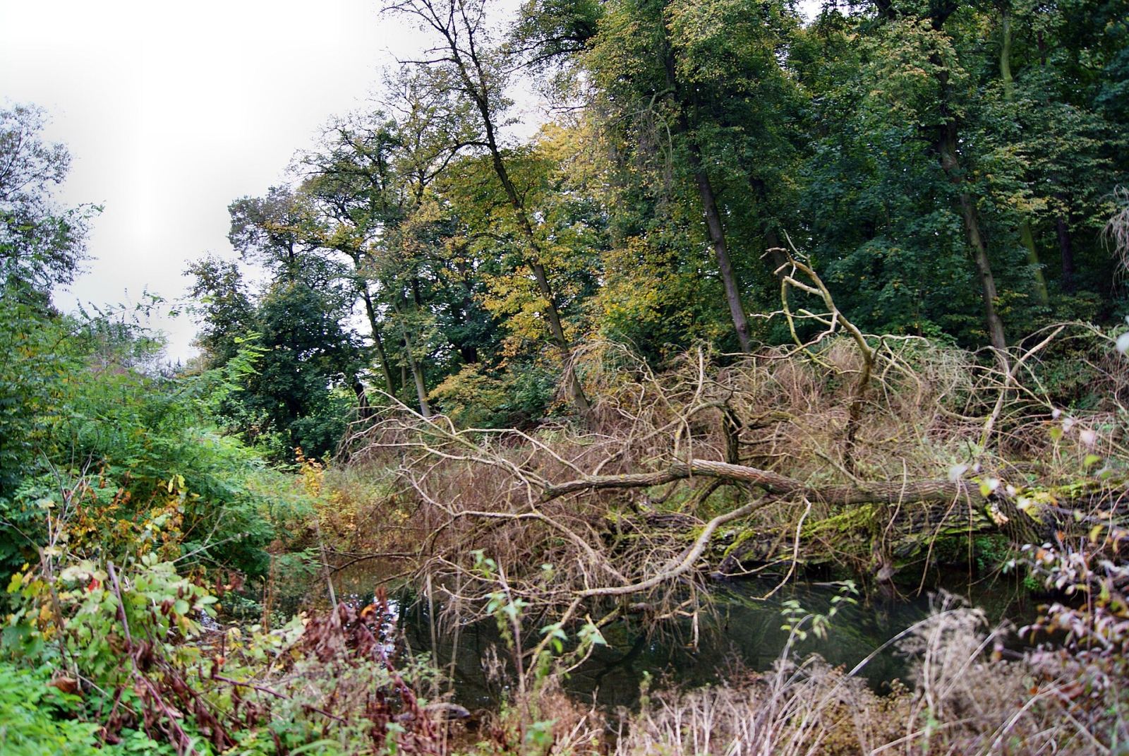 Park, Kozice Dolne