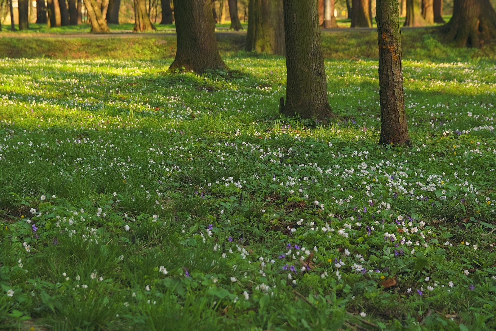 Park miejski, Nysa